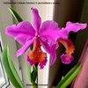 Cattleya Eva's Fabula Traviesa ( C.percivaliana x aurea).